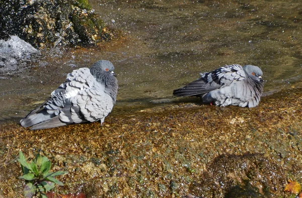 Pigeons couple — Stock Photo, Image