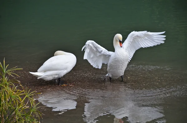 Swan acorda no lago — Fotografia de Stock
