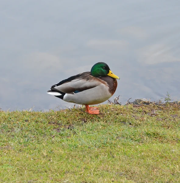 Isolated duck near the lake — Stock Photo, Image