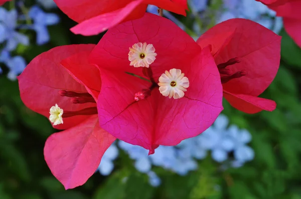 Bouganvillea flores — Fotografia de Stock