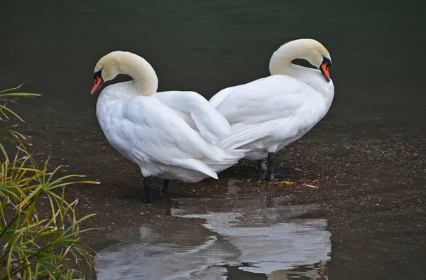 Swan couple near the lake — Stock Photo, Image