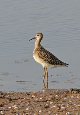 Sandpiper portre