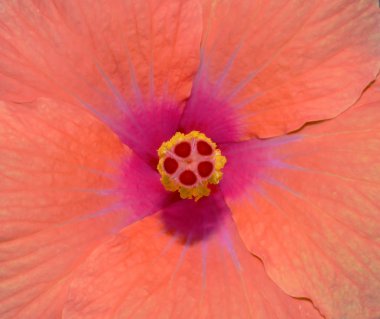 Hibiscus çiçek portre