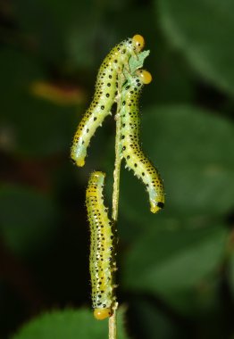 Three caterpillars on the stem clipart