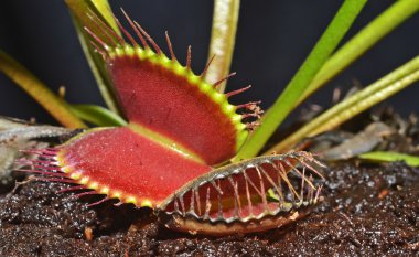 Carnivorous plant clipart