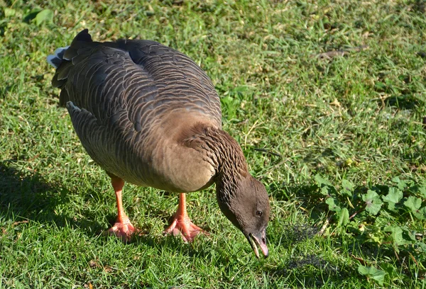 Goose eating grass in meadow — Stock Photo, Image