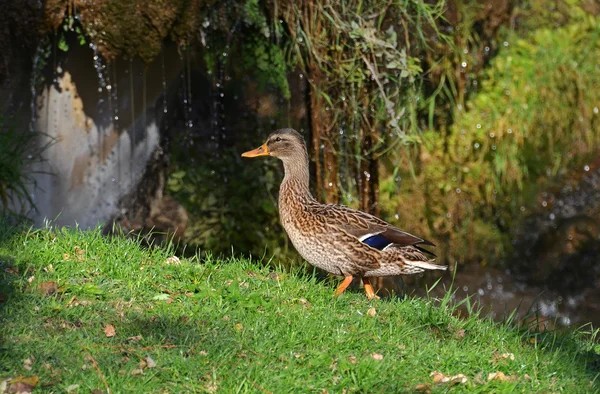 Female duck walking near the waterfall — Stock Photo, Image