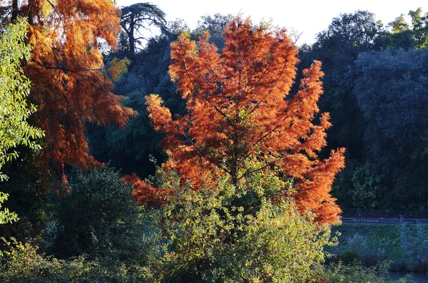 Herbstliche Waldlandschaft — Stockfoto