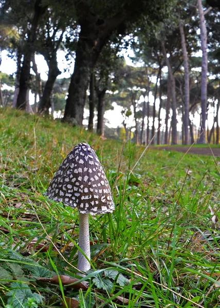 Mushroom near the country road — Stock Photo, Image