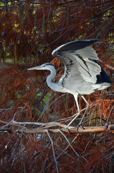 Heron fladderende de vleugels op de boom — Stockfoto