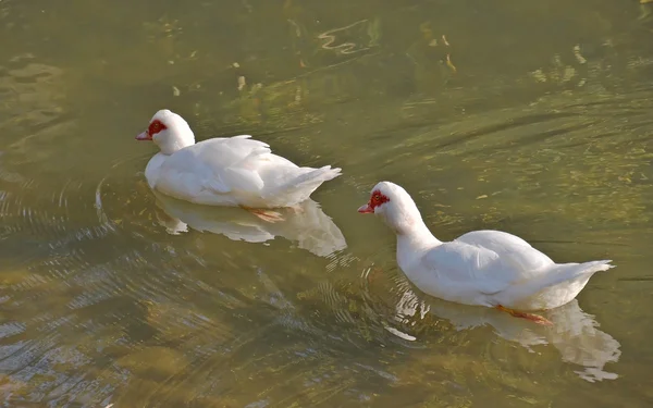 Couple de canards muets — Photo