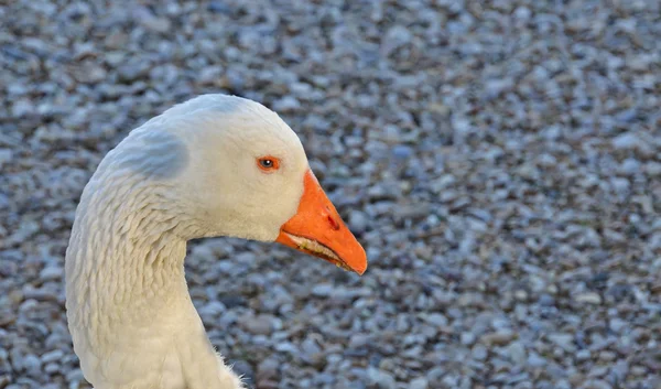 Retrato de ganso branco — Fotografia de Stock