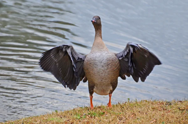 Wild goose flaxande vingar stående — Stockfoto