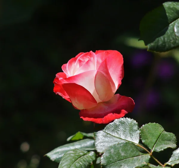 Rose portrait — Stock Photo, Image