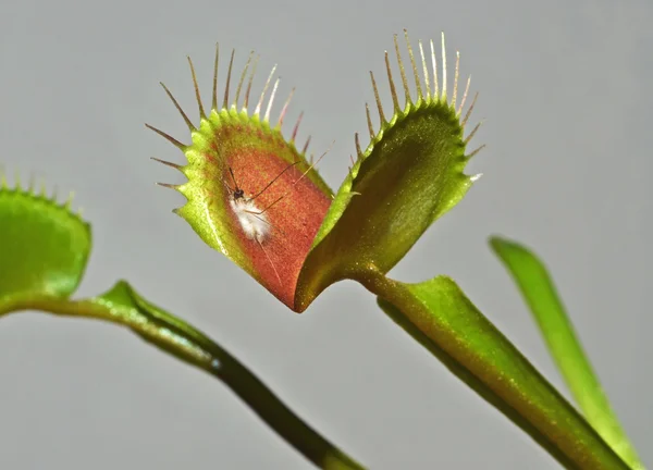 Плотоядное растение с переваренным комаром — стоковое фото