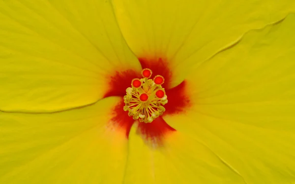 Hibiscus corolla — Stock Photo, Image