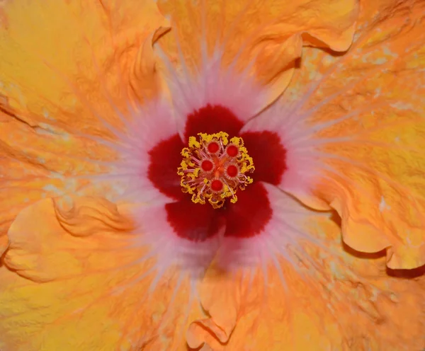 Hibiscus corolla closeup — Stock Photo, Image