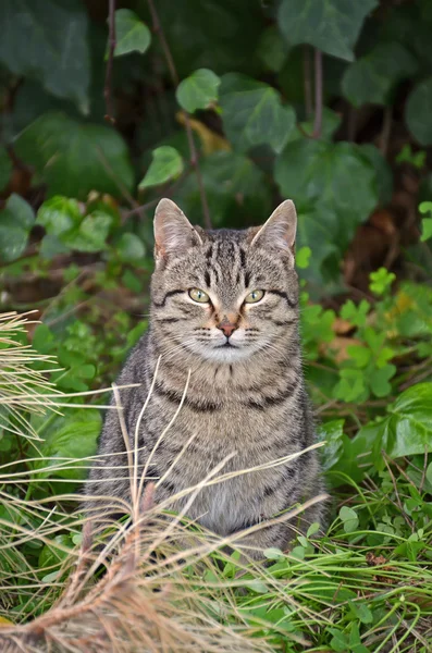 Avrupa yaban kedisi — Stok fotoğraf