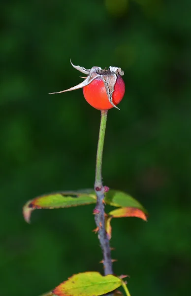 Winter rose fruit — Stock Photo, Image