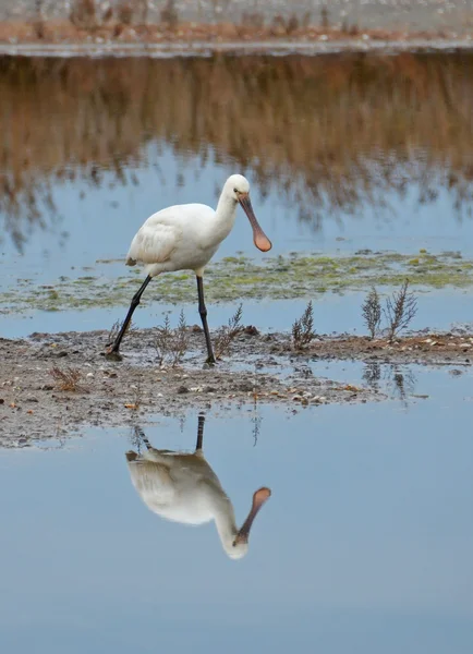 Spoonbill caminando en el pantano — Foto de Stock