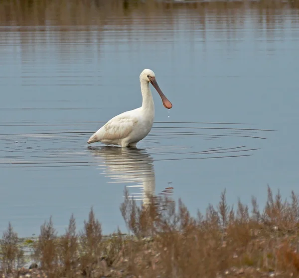 Spoonbill portrait in the lake — Stock Photo, Image