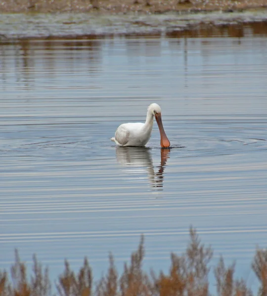 在湖的琵鹭搜索猎物 — 图库照片