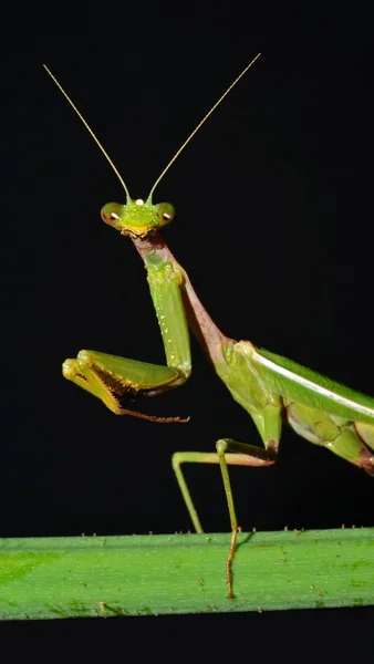 Mantis portrait — Stock Photo, Image
