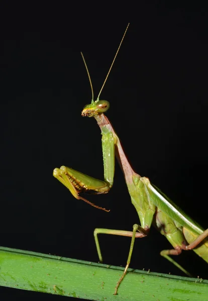 Retrato de mantis orante — Foto de Stock