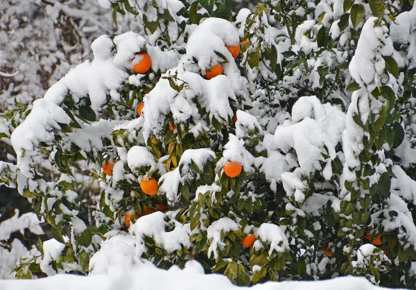 Orange tree under the snow — Stock Photo, Image