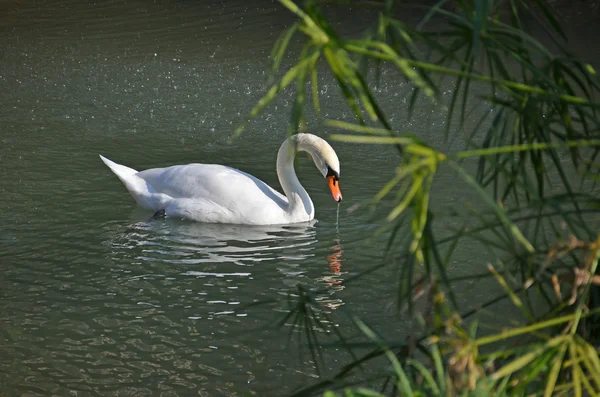 Zwaan in het meer — Stockfoto