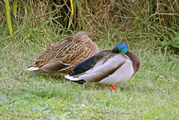 Pareja de patos descansan cerca del pantano —  Fotos de Stock