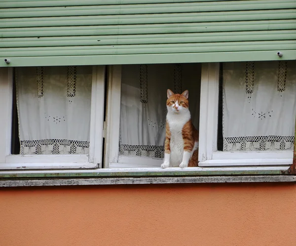 Кот показывает себя у окна — стоковое фото