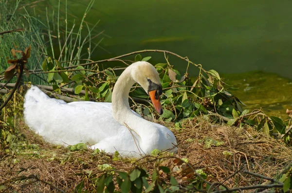 Divoká labuť na hnízdě — Stock fotografie