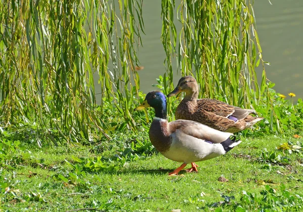 Para kaczek w pobliżu wierzba — Zdjęcie stockowe