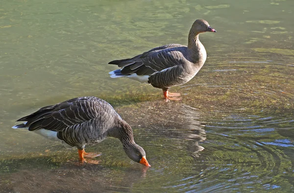 Geese couple in the water — Stock Photo, Image