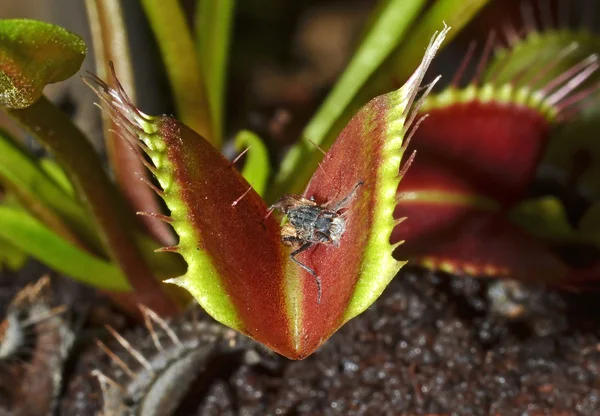 Carnivorous plant venus with killed insect Stock Picture