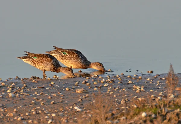 Female wild ducks feeding in the marsh — Stock Photo, Image