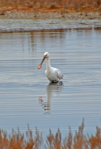 Spoonbill in the marsh — Stock Photo, Image
