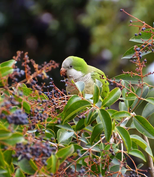 Groene papegaai portret — Stockfoto