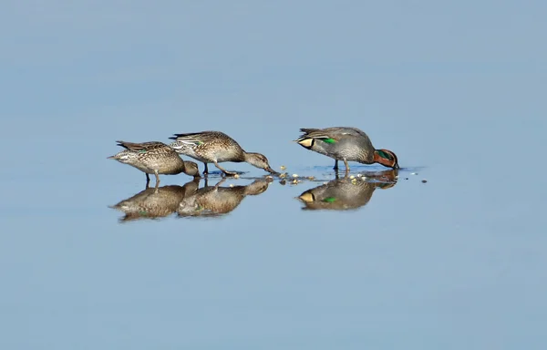 Дикие утки кормятся в озере — стоковое фото