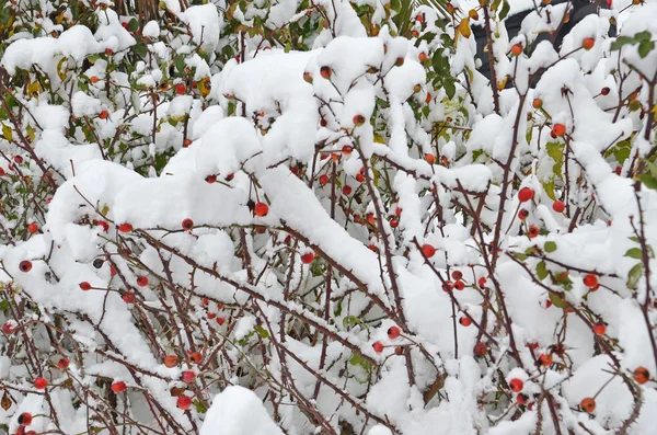 Rose fruits under snow — Stock Photo, Image