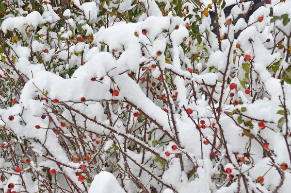 stock image Rose fruits under snow