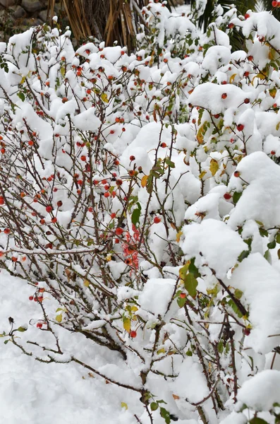 Rosa frukter bakgrund i vinter — Stockfoto