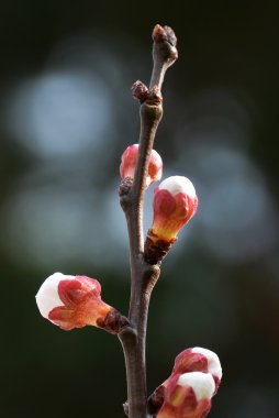 Kayısı ağacı tomurcukları portre