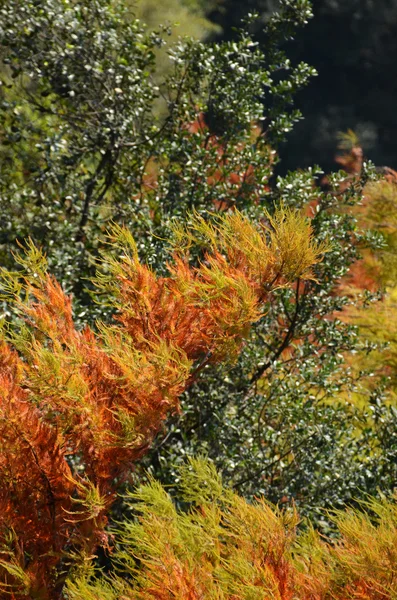 Foliage in autumn — Stock Photo, Image