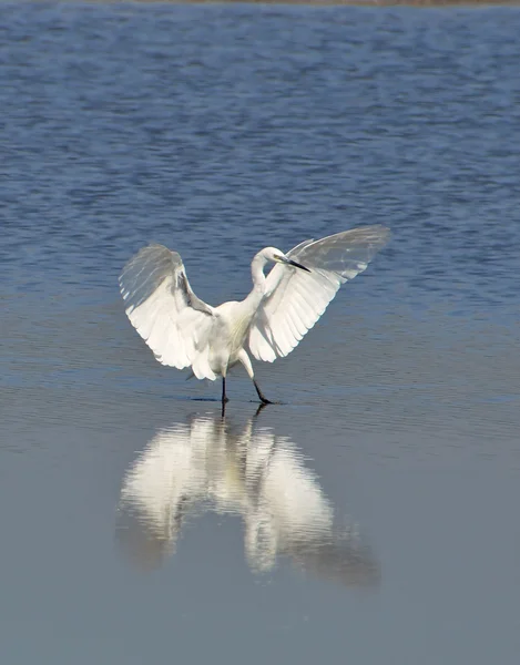 White heron showing oneself — Stock Photo, Image
