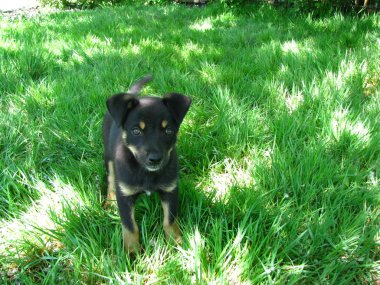 Yeşil çimenlerin üzerinde köpek yavrusu