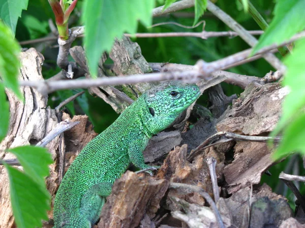 Lizard in nature — Stock Photo, Image