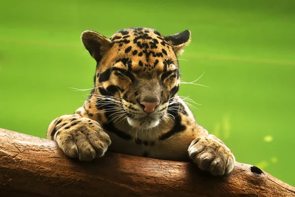 Jaguar dormindo Fotografia De Stock