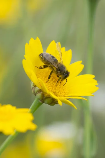 stock image Honey bee